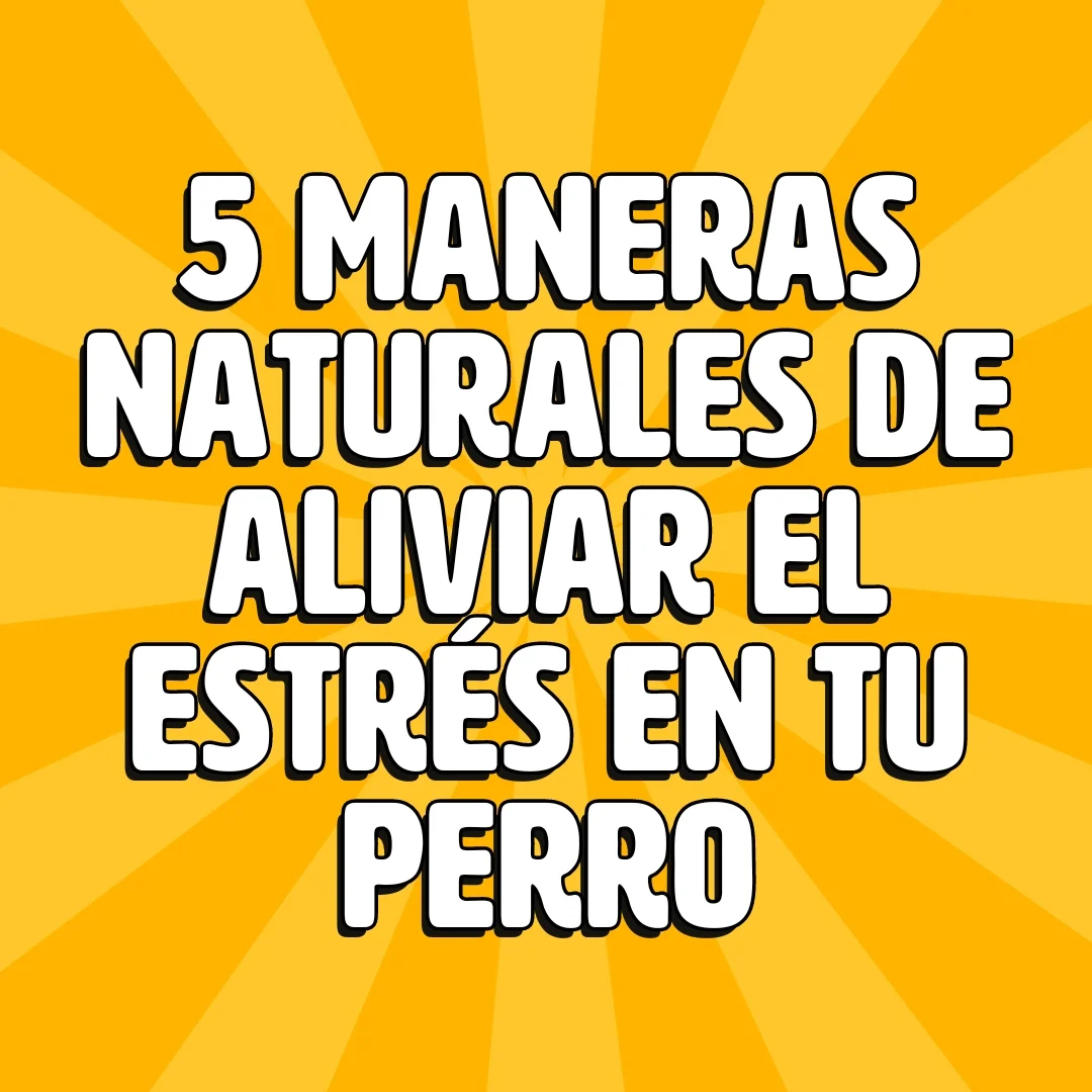 5 maneras naturales de aliviar el estres en tu perro