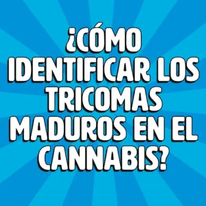 como identificar los tricomas maduros del cannabis 1