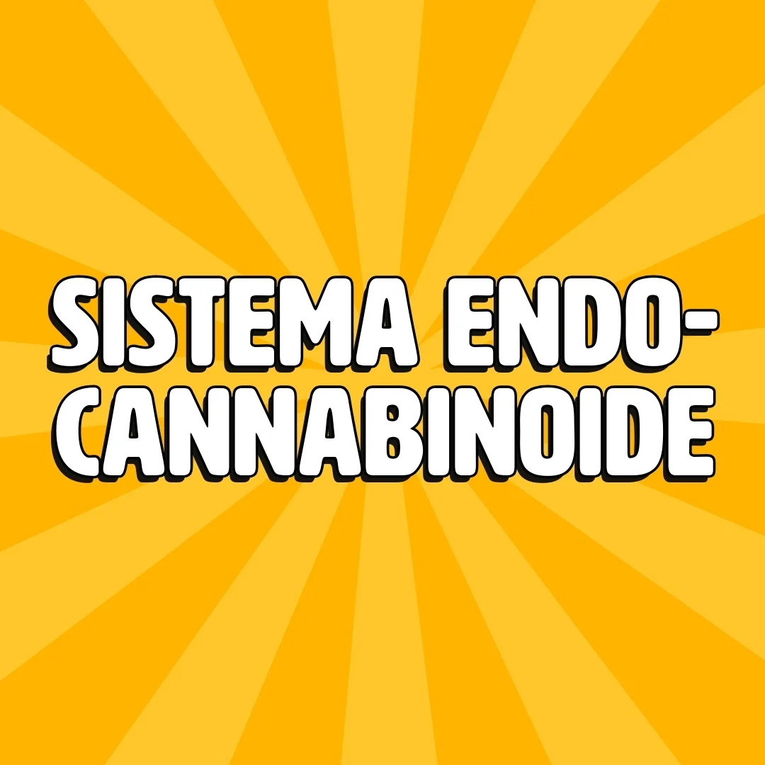 sistema endocannabinoide 1