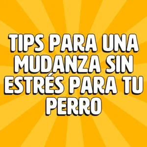 tips para una mudanza sin entres para tu perro