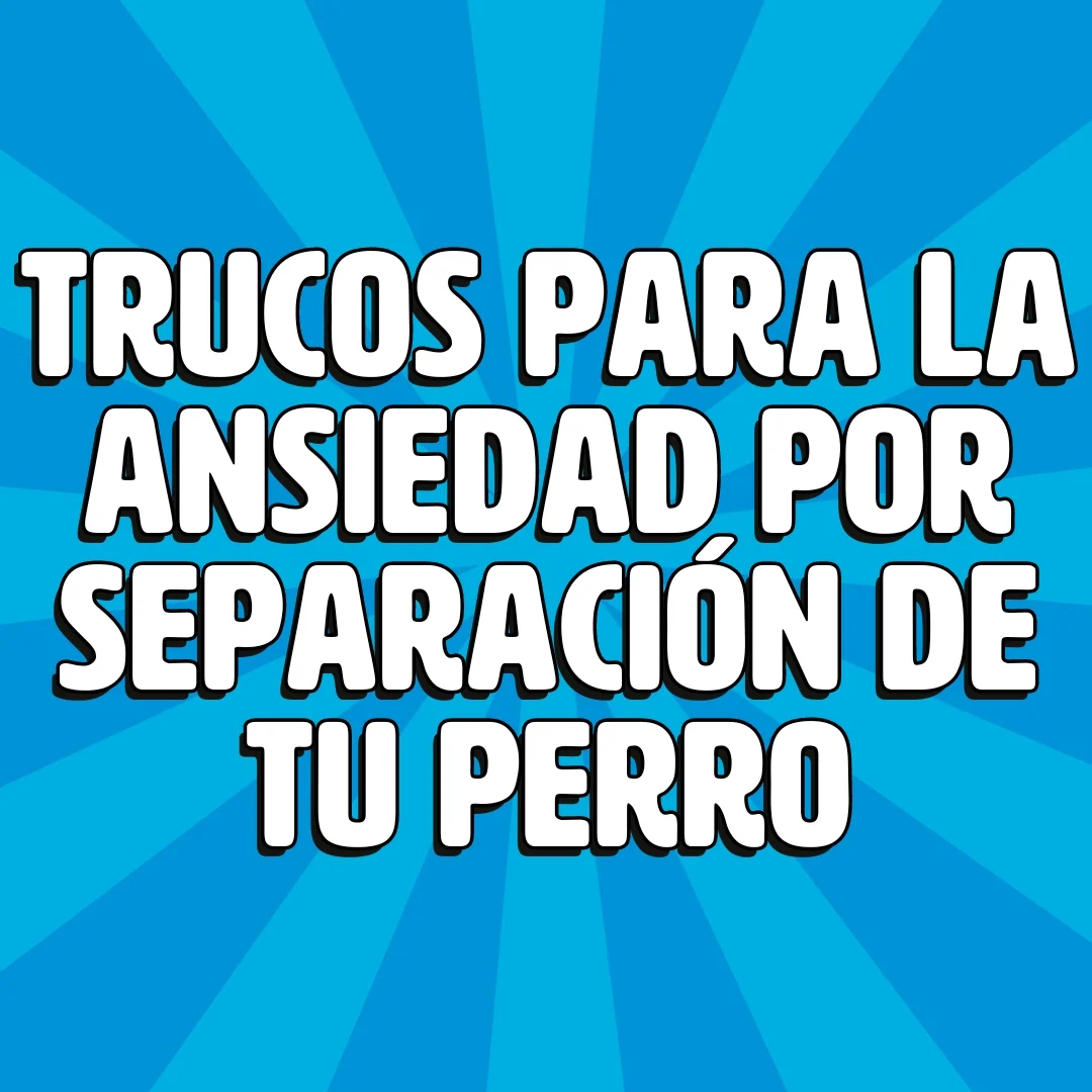 trucos para la ansiedad por separacion de tu perro